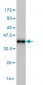 MAGOH Antibody (monoclonal) (M02)